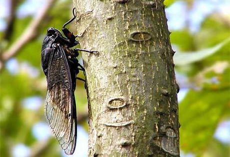You call it a cicada, we call it uh-huh! Come on, I'll teach you how to play music!