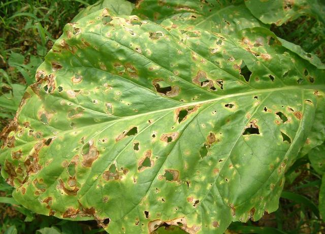 Common diseases and insect pests are common in the balcony courtyard, which is safe and effective.