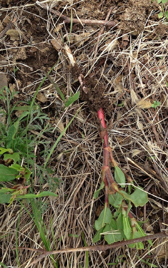 Sour, a kind of wild vegetable snack in the countryside. It's probably the equivalent of chewing gum in the countryside.