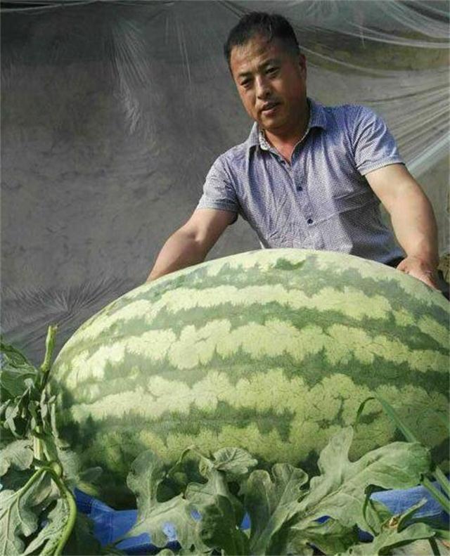 These refined giant vegetables have never been seen before, which is an eye-opener for you.