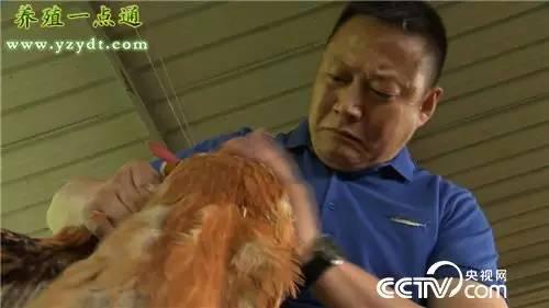 The builders of the cooperative turned to raising chickens, and the cooperative sold 30 million yuan annually, driving farmers to become rich.
