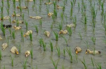 There is a flock of ducks in the rice fields in the countryside, which are raised on purpose!