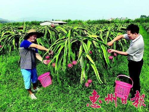 Ruhu villagers planted 