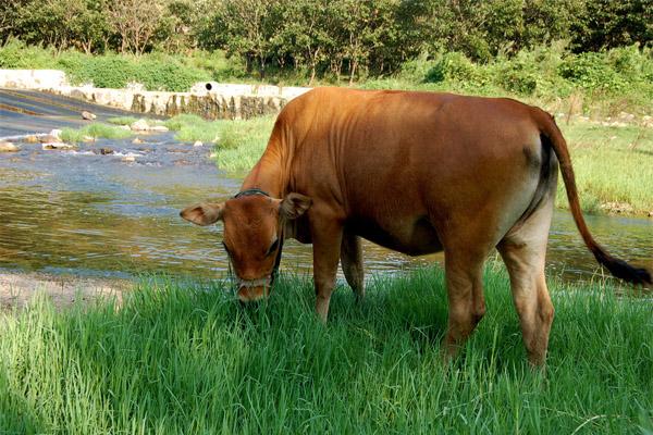 In the countryside, without the force of flood and famine, it is easy to get the weight of livestock in one move.