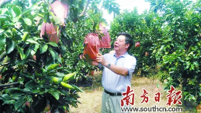 Huang Yingsheng: the king of fruit sales coming out of the gully