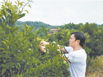 Fengyu Fruit Fruit Farmers in Sichuan first tasted the sweetness of Citrus Variety improvement