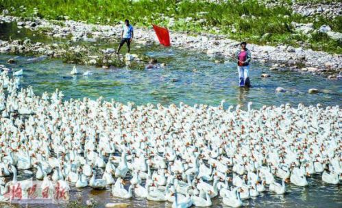 Jia Shuzhi in Xin'an County raised geese for 5 years and got rich easily with an annual income of 150000.