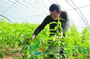Li Xinhui: don't leave home to start a business and grow vegetables in the New year