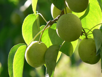 It is difficult to sell Changli honey pears without a brand.