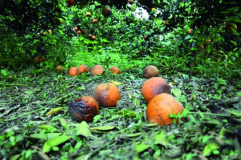 Fruit e-commerce saves rural tourism with fire