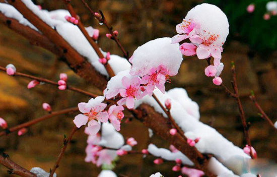 Rich Mountain of the three Gorges: peach Blossom Snow in March