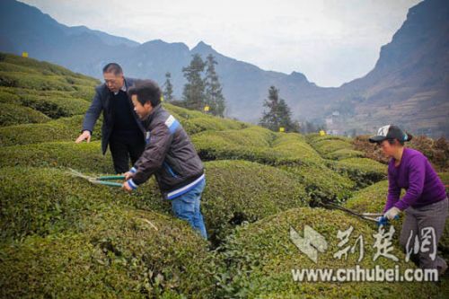 Hubei tea merchant Muershan paved the way to get rich and create a new way of industrial poverty alleviation