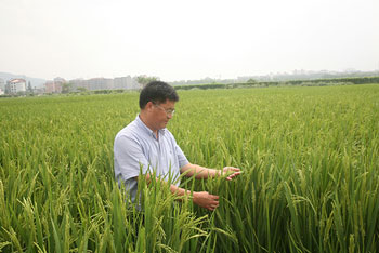 It is not as difficult to grow rice as high yield as high quality.