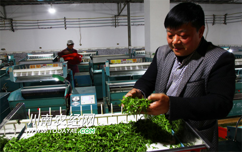 Men in Naxi, Sichuan Province grow tea to drive people to get rich