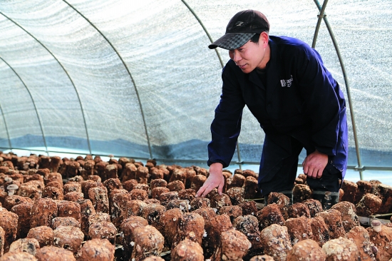 Longyou farmer couple are bold enough to hire a master to plant shiitake mushrooms with an annual salary of 70,000 yuan.