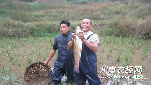 There are ways for villagers to raise fish in rice fields to increase their income and become rich.