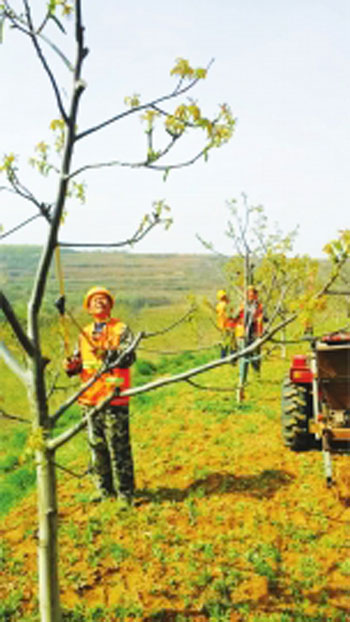 Walnut trees receive 300 yuan per mu of land under professional trusteeship.