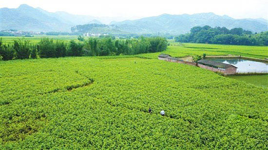 Cocoons enjoy a bumper harvest and this year is off to a good start