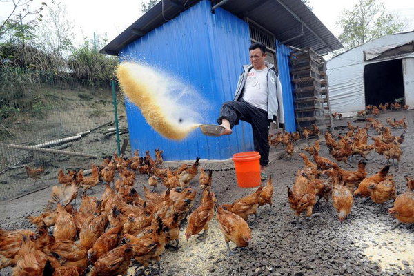 A chicken farm run by armless youth feeds chickens with toes and earns an annual income of 150000.