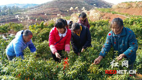 Shaodong Yang Haiyun returned to his hometown to create a Chaotian base to lead the villagers to the road to prosperity.