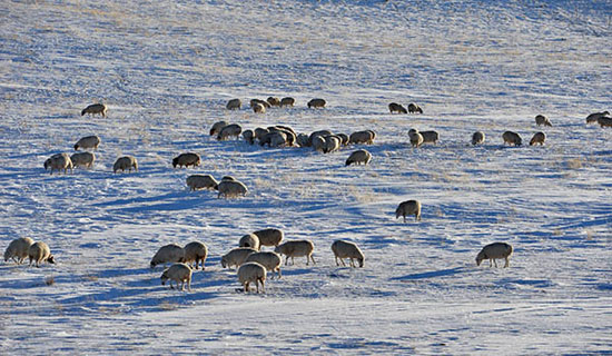 Sheep sorrow in agricultural and pastoral areas of local snow disaster in Inner Mongolia
