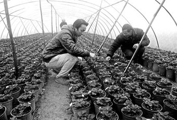 Open-field strawberries are popular to sell potted strawberries