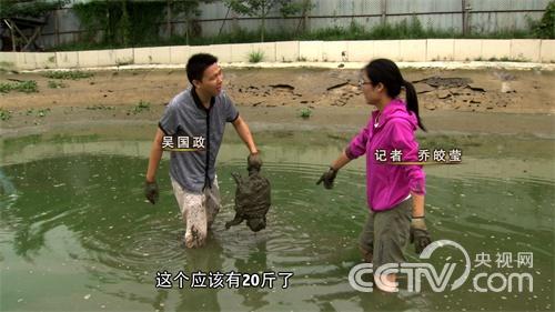 It is unusual for returnees to raise turtles.