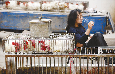 H7N9 hits poultry farmers in a dilemma that they can't afford to raise and sell.