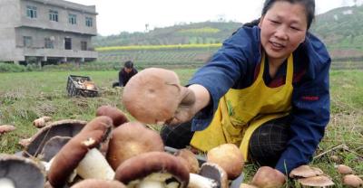 Talking about Edible Fungi (2)