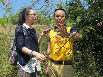 Ten jin of Alishan cherry planting lonely half of the mountain village Yinghong