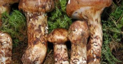 Guizhou Edible Fungi: beware of misunderstandings in Edible Fungi cultivation