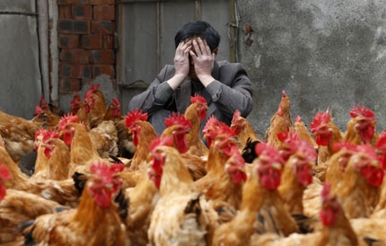 The bosses of Guangdong poultry enterprises run away: the poultry industry has lost more than 10 billion yuan
