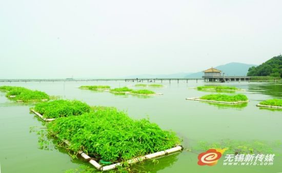 Planting asparagus on Taihu Lake in Wuxi is officially called purifying water quality.