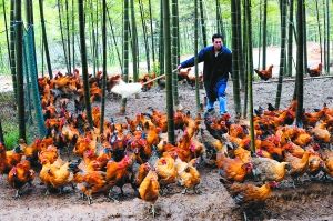 Dr. Lou Mengliang, a returnee, became rich by raising chickens in the mountains.