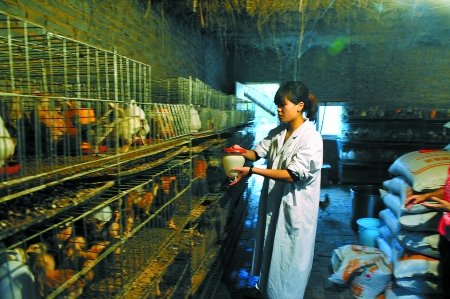 Self-run chicken farm Kaifeng after 90 girls micro blog selling chicken