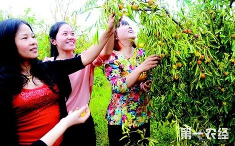 There are many joys in the farmhouse: Jinmei jujube in Jingshan, Hubei Province invites tourists to 