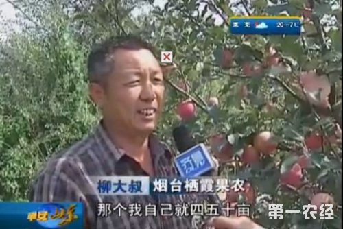 Yantai apple harvest is unsalable and a truckload of apples is only sold for 415 yuan.