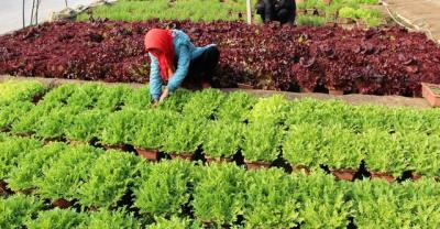 Why do dark vegetables have higher nutritional value than light vegetables?