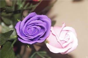 What is the language of purple roses? how to cultivate purple roses?