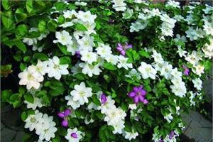 How to plant clematis plant diseases and insect pests control measures