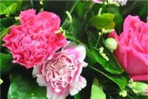 What does the carnation with different flower number represent? the flower meaning of the carnation.