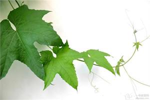 What are the effects of loofah leaves? let's take a look at them.