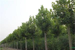 Fast-growing tung planting technology fast-growing paulownia price