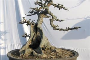 How to maintain elm bonsai cultivation elm bonsai need to pay attention to what