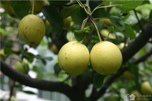 What is the suitable environment for pear trees? what are the planting skills of pear trees?