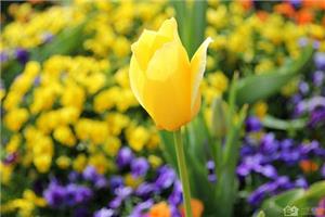 The growth habits of tulips what is the language of tulips