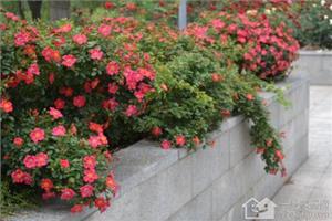 The morphological characteristics of ground cover rose the culture method of ground cover rose