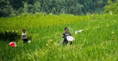 Help the baby with her homework! Mom is out of control, Dad drinks pesticides: now the homework is difficult for parents!