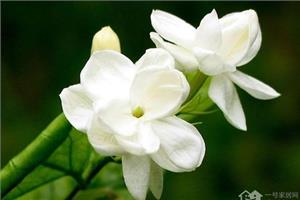 The reason for the delay of flowering time of Gardenia jasminoides