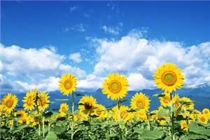 How to watch sunflowers? how to watch common varieties of sunflowers